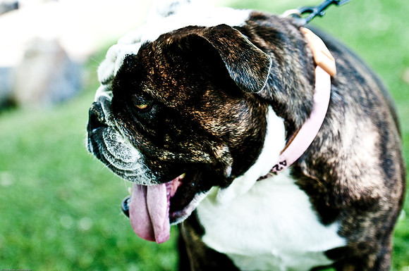 Woofstock 2010 -Soho Photography