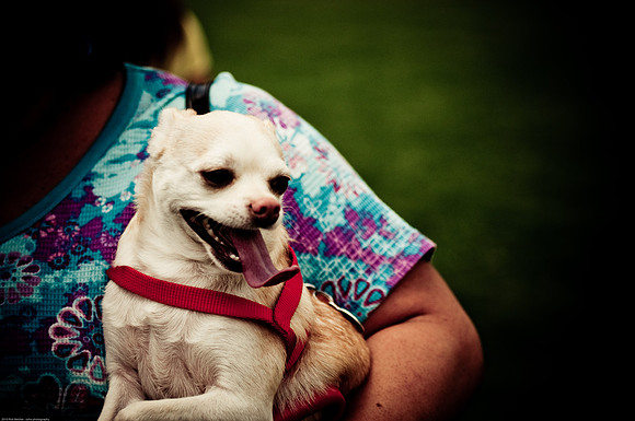 Woofstock 2010 -Soho Photography