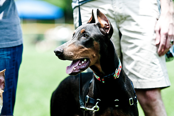 Woofstock 2010 -Soho Photography