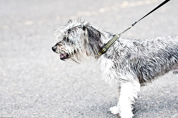 Woofstock 2010 -Soho Photography