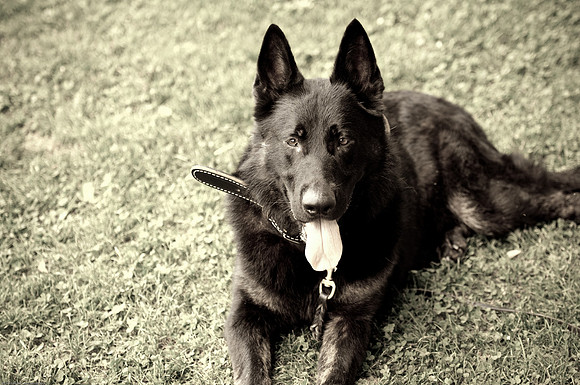 Woofstock 2010 -Soho Photography