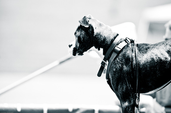 Woofstock 2010 -Soho Photography