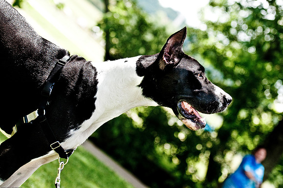 Woofstock 2010 -Soho Photography