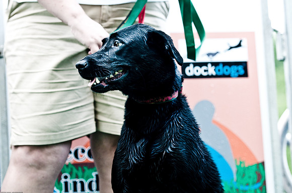 Woofstock 2010 -Soho Photography