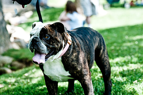 Woofstock 2010 -Soho Photography