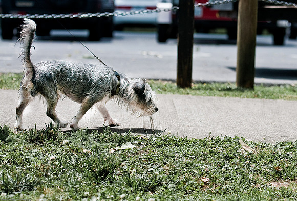 Woofstock 2010 -Soho Photography