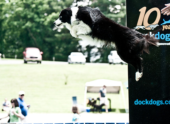 Woofstock 2010 -Soho Photography