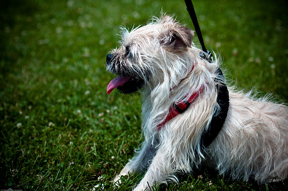 Woofstock 2010 -Soho Photography