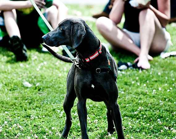 Woofstock 2010 -Soho Photography