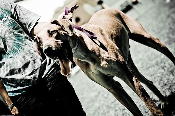 Woofstock 2010 -Soho Photography