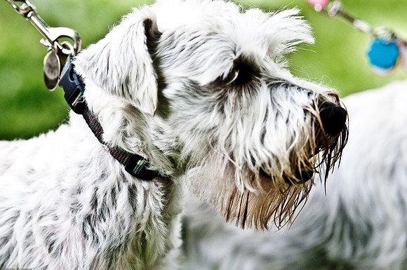 Woofstock 2010 -Soho Photography