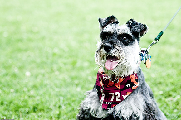 Woofstock 2010 -Soho Photography