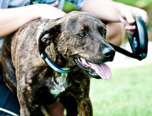 Woofstock 2010 -Soho Photography