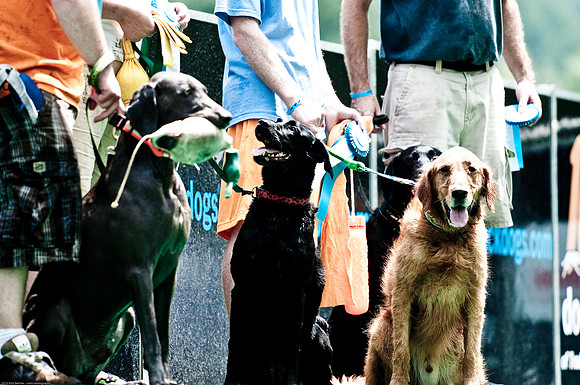 Woofstock 2010 -Soho Photography