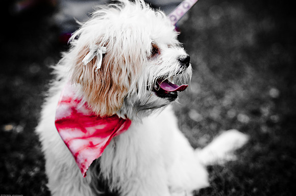 Woofstock 2010 -Soho Photography
