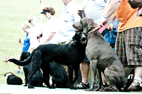 Woofstock 2010 -Soho Photography