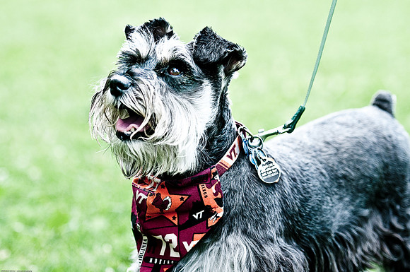 Woofstock 2010 -Soho Photography