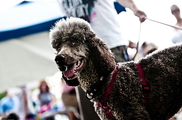 Woofstock 2010 -Soho Photography