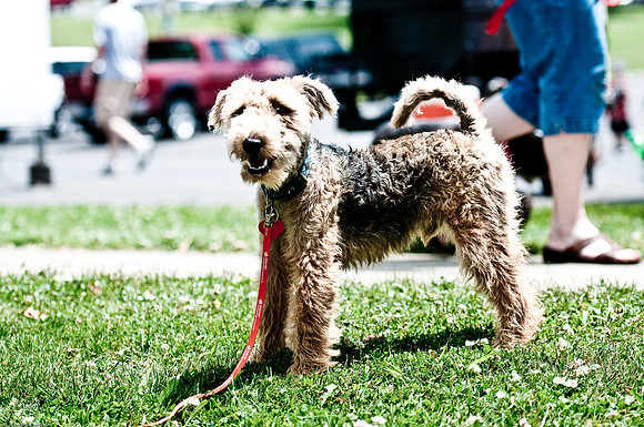 Woofstock 2010 -Soho Photography