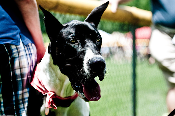 Woofstock 2010 -Soho Photography