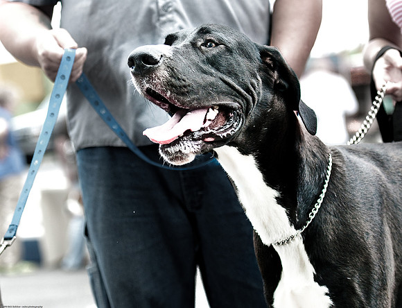 Woofstock 2010 -Soho Photography