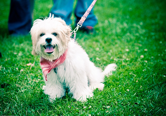 Woofstock 2010 -Soho Photography