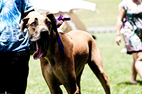 Woofstock 2010 -Soho Photography