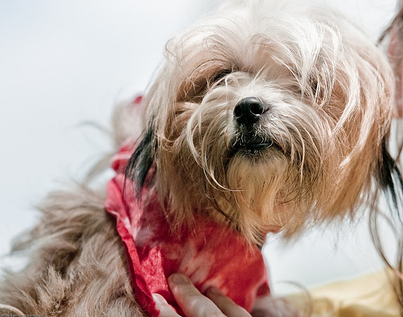 Woofstock 2010 -Soho Photography