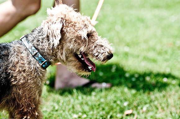 Woofstock 2010 -Soho Photography