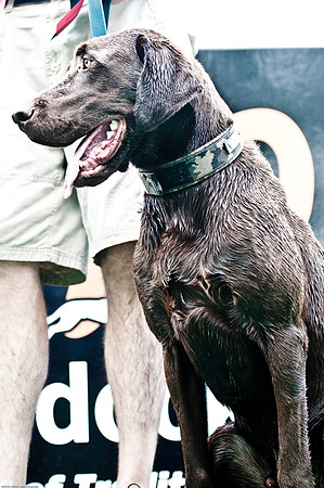 Woofstock 2010 -Soho Photography