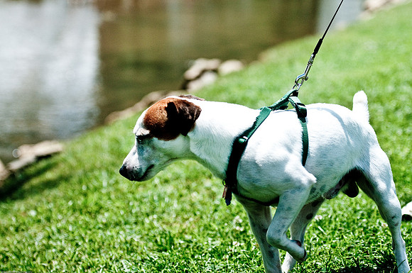Woofstock 2010 -Soho Photography