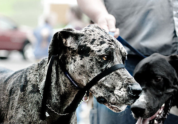 Woofstock 2010 -Soho Photography