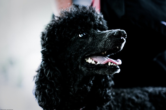 Woofstock 2010 -Soho Photography