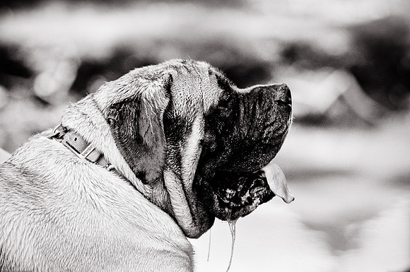Woofstock 2010 -Soho Photography