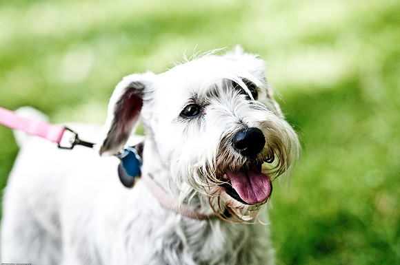 Woofstock 2010 -Soho Photography
