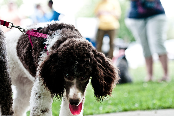Woofstock 2010 -Soho Photography