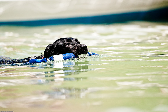 Woofstock 2010 -Soho Photography