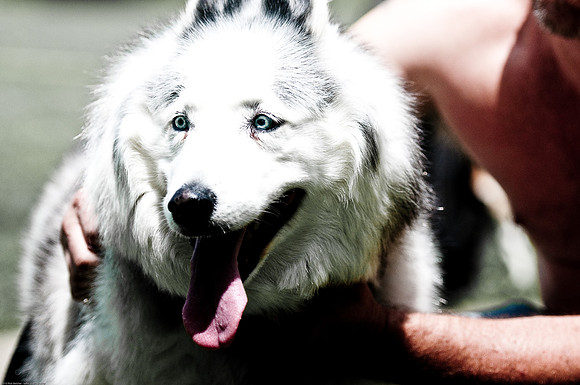 Woofstock 2010 -Soho Photography