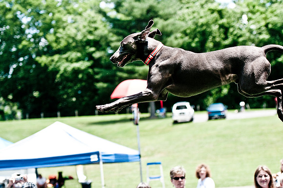 Woofstock 2010 -Soho Photography