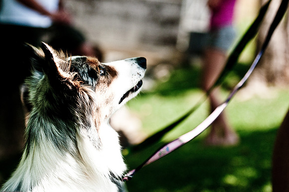 Woofstock 2010 -Soho Photography