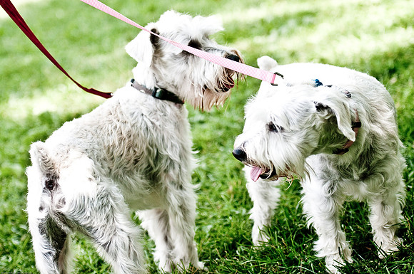 Woofstock 2010 -Soho Photography