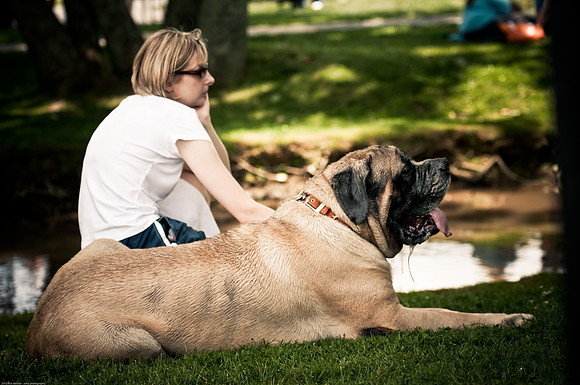 Woofstock 2010 -Soho Photography