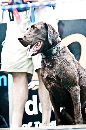Woofstock 2010 -Soho Photography