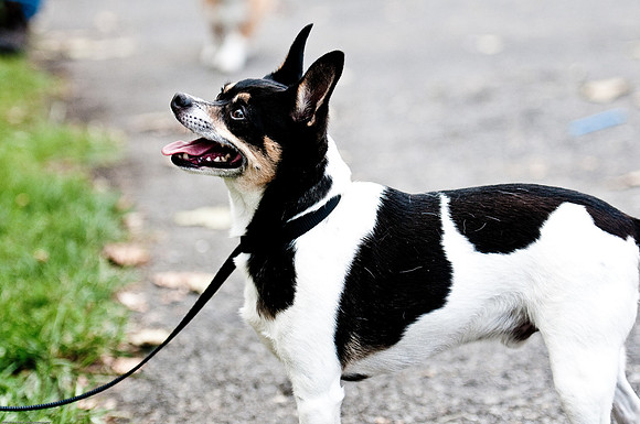 Woofstock 2010 -Soho Photography