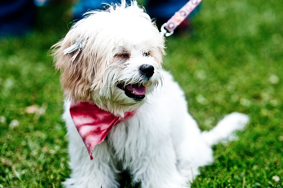 Woofstock 2010 -Soho Photography
