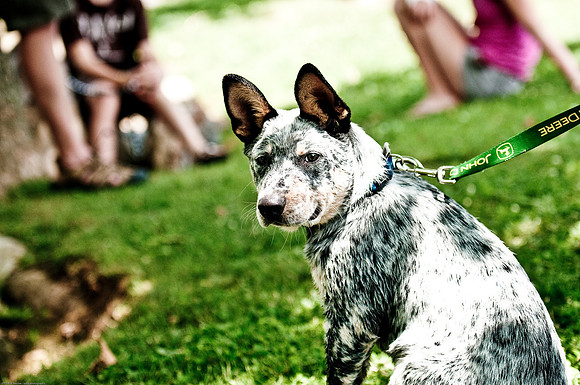 Woofstock 2010 -Soho Photography