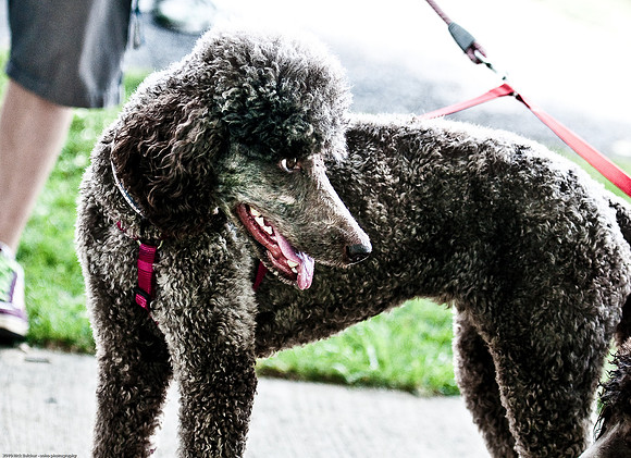 Woofstock 2010 -Soho Photography