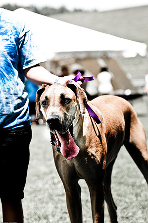 Woofstock 2010 -Soho Photography