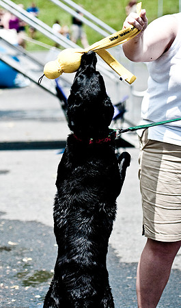 Woofstock 2010 -Soho Photography