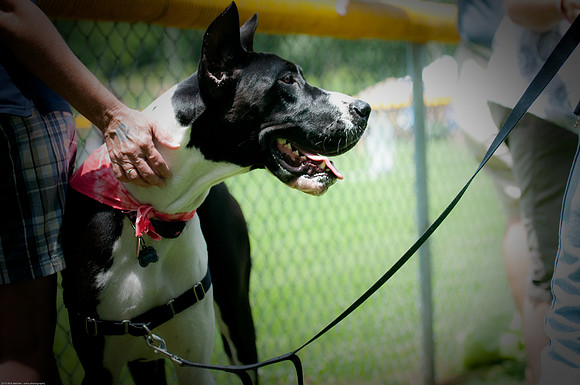 Woofstock 2010 -Soho Photography